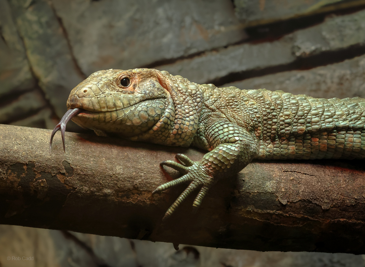 Northern caiman lizard : Crocodiles of the World : 14 Sep 2025