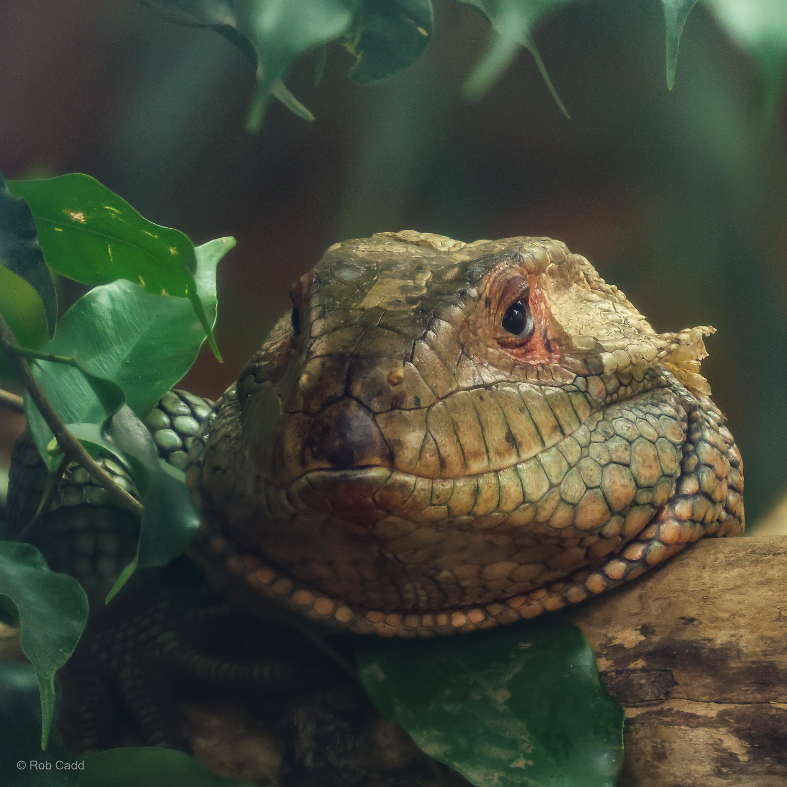 Northern caiman lizard : Crocodiles of the World : 28 Jul 2024