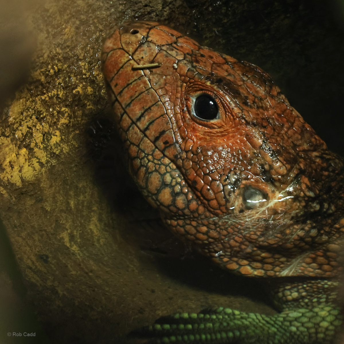 Northern caiman lizard : Crocodiles of the World : 31 Jan 2025