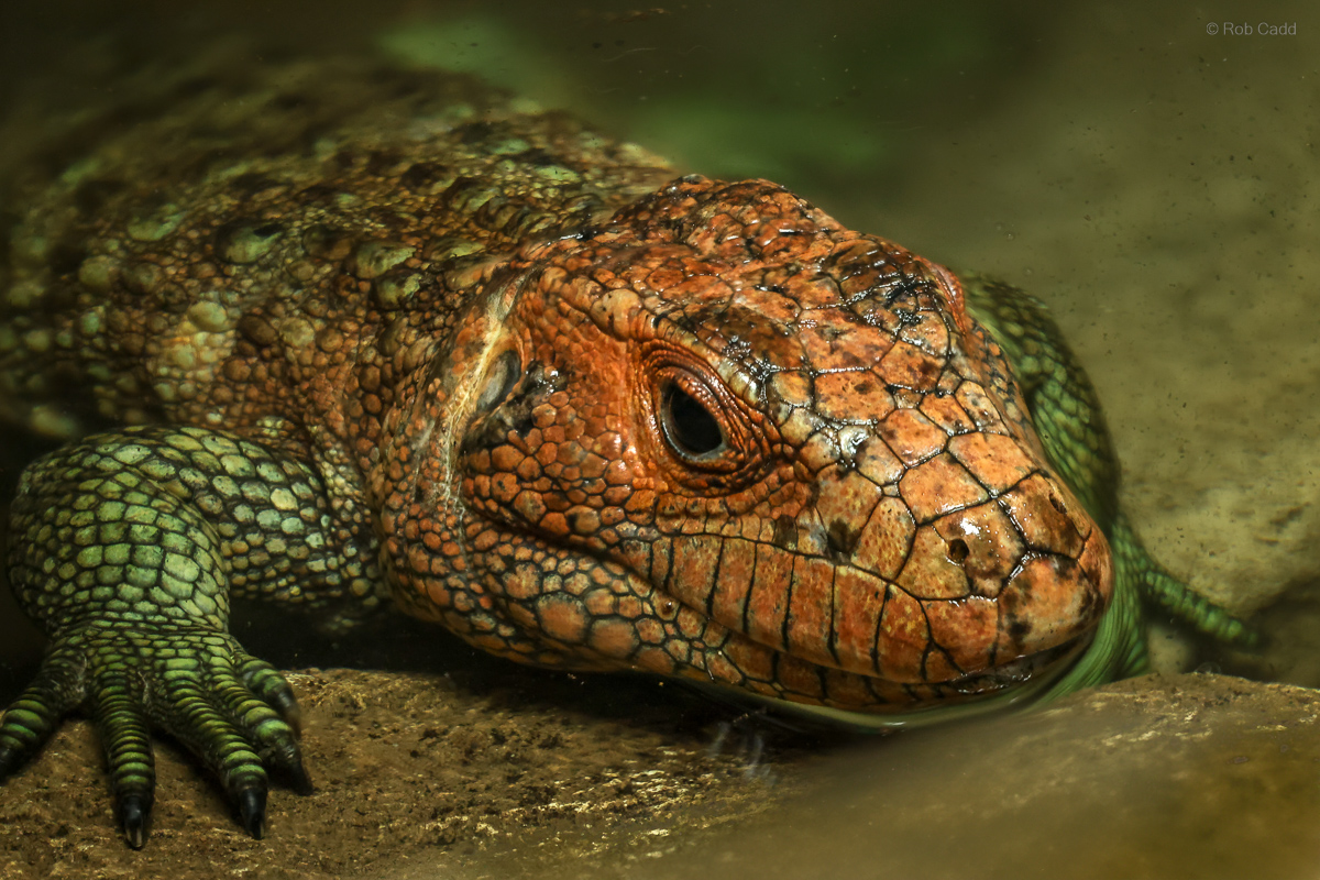 Northern caiman lizard : Crocodiles of the World : 31 Jan 2025