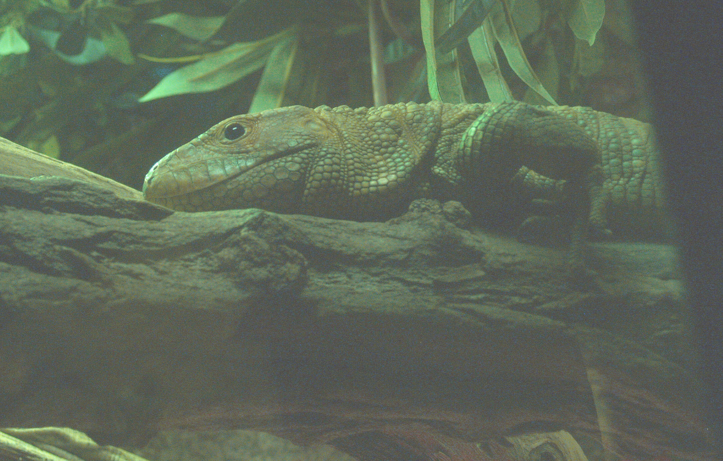 Northern caiman lizard (Dracaena guianensis), 2014-02-16