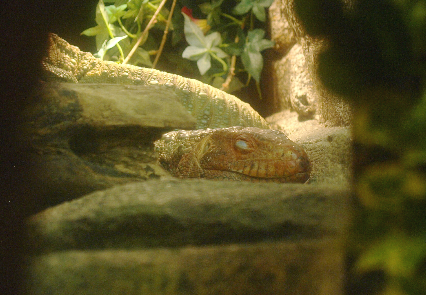Northern caiman lizard (Dracaena guianensis), 2017-02-06