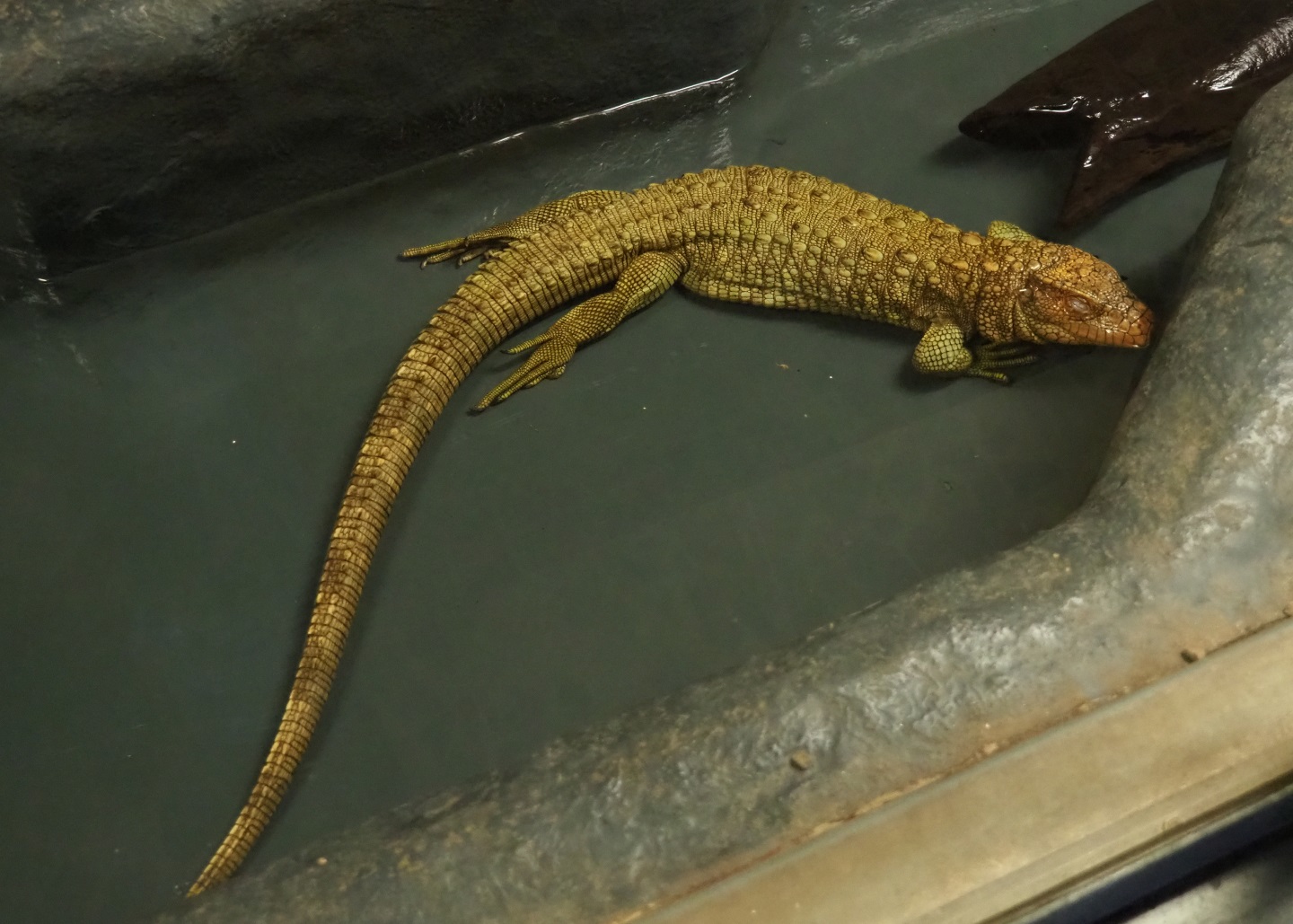 Northern caiman lizard (Dracaena guianensis), 2019-04-06