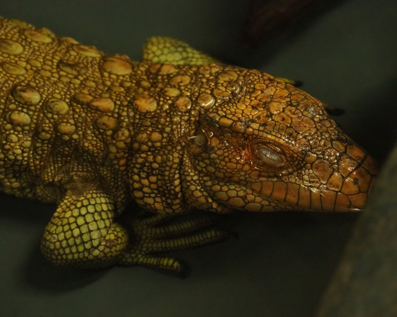 Northern caiman lizard (Dracaena guianensis), 2019-04-06