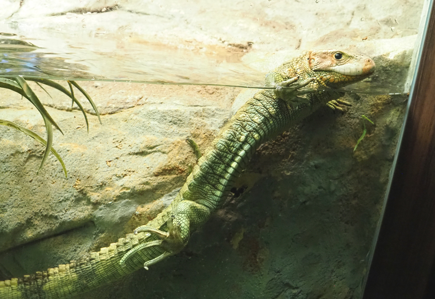 Northern caiman lizard (Dracaena guianensis), 2022-03-16
