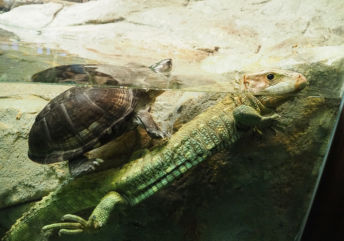 Northern caiman lizard (Dracaena guianensis) and African keeled mud turtle (Pelusios carinatus), 2022-03-16