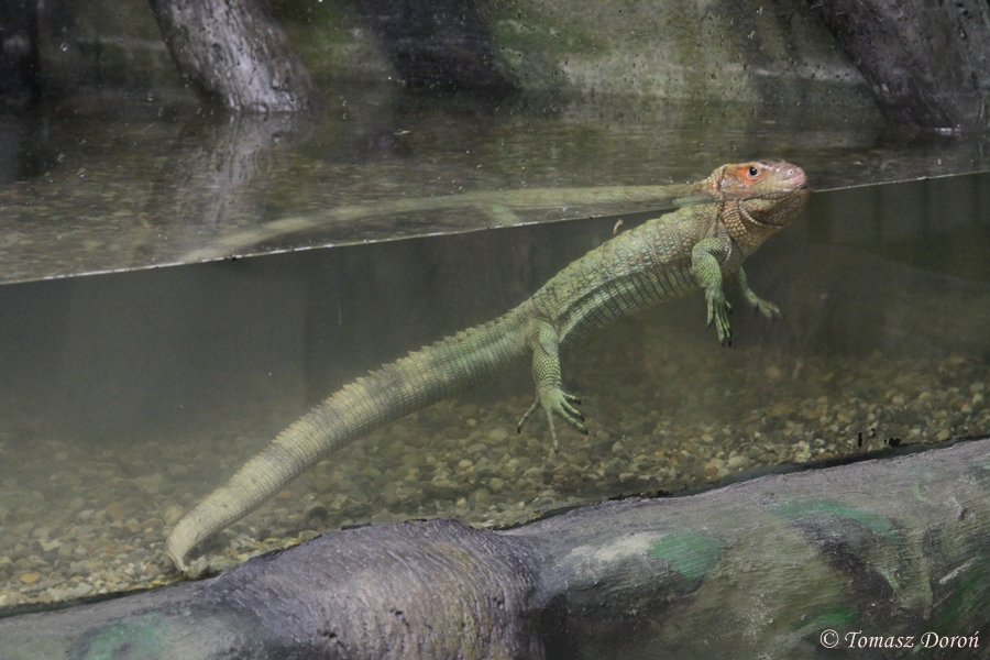 Northern Caiman Lizard (Dracaena guianensis) at Zamosc Zoo