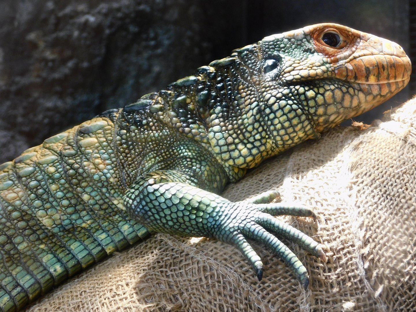 Northern caiman lizard (Dracaena guianensis) June 29, 2025