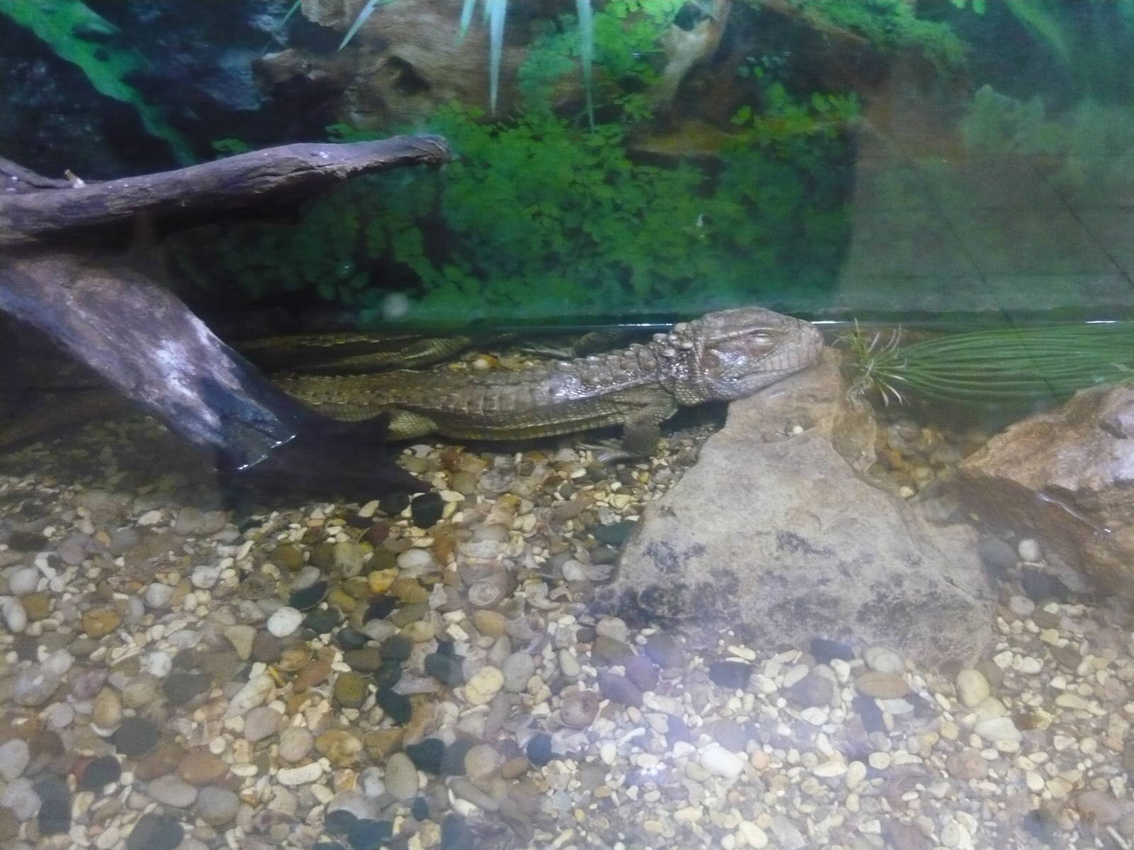 Northern caiman lizard (Dracaena guianensis)