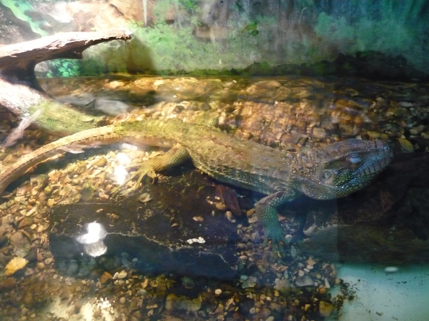 Northern caiman lizard (Dracaena guianensis)
