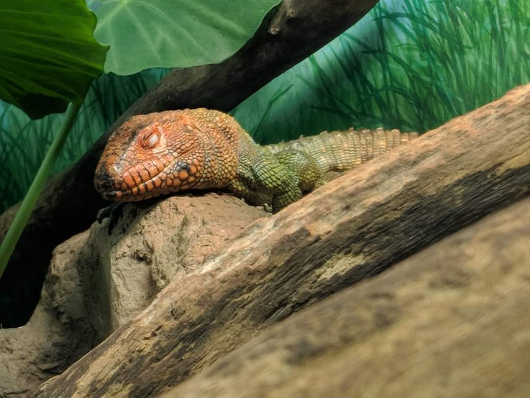 Northern caiman lizard (Dracaena guianensis)