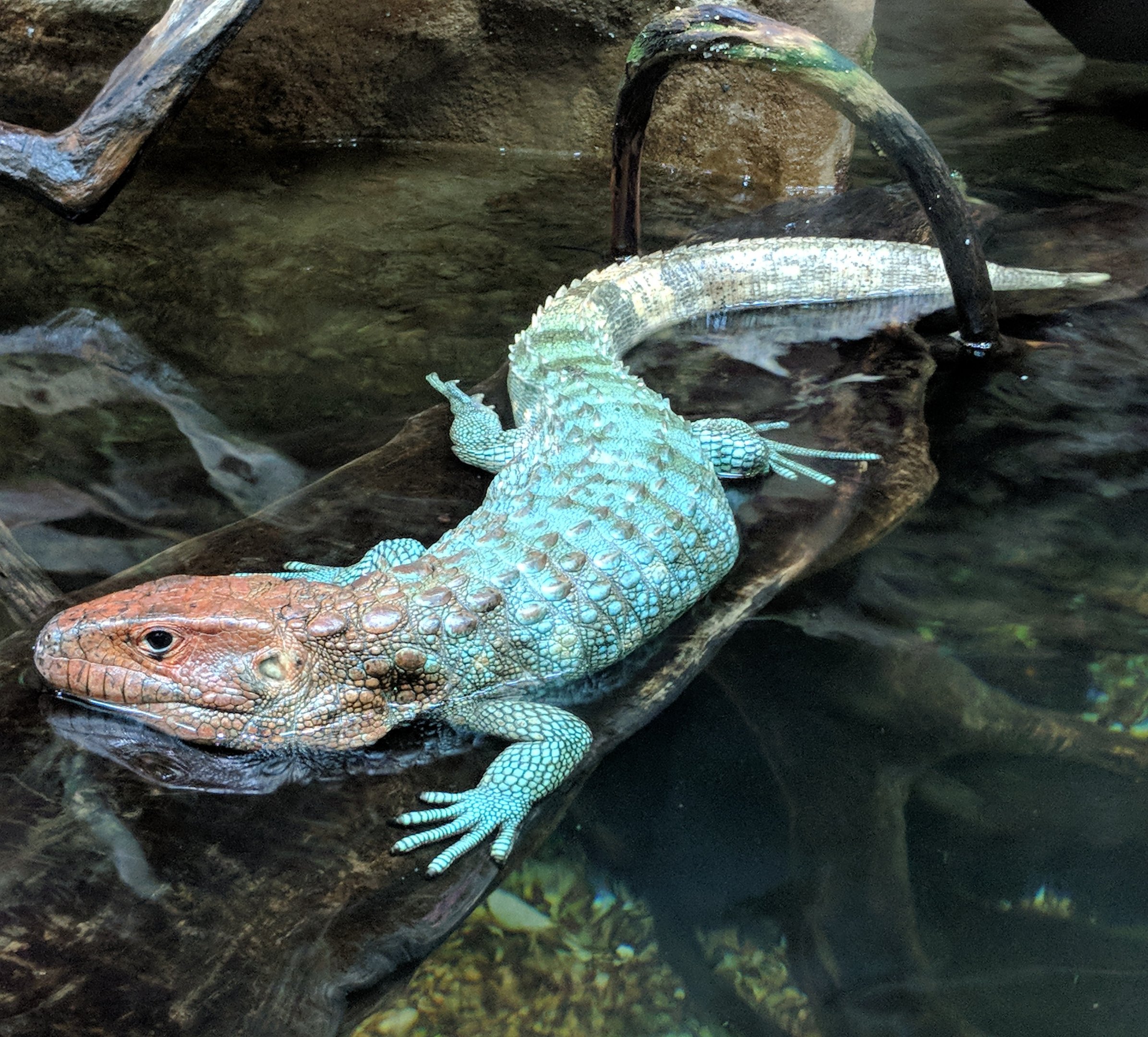 Northern caiman lizard (Dracaena guianensis)
