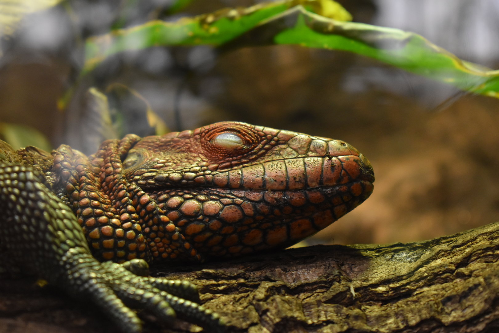 Northern caiman lizard (Dracaena guianensis)