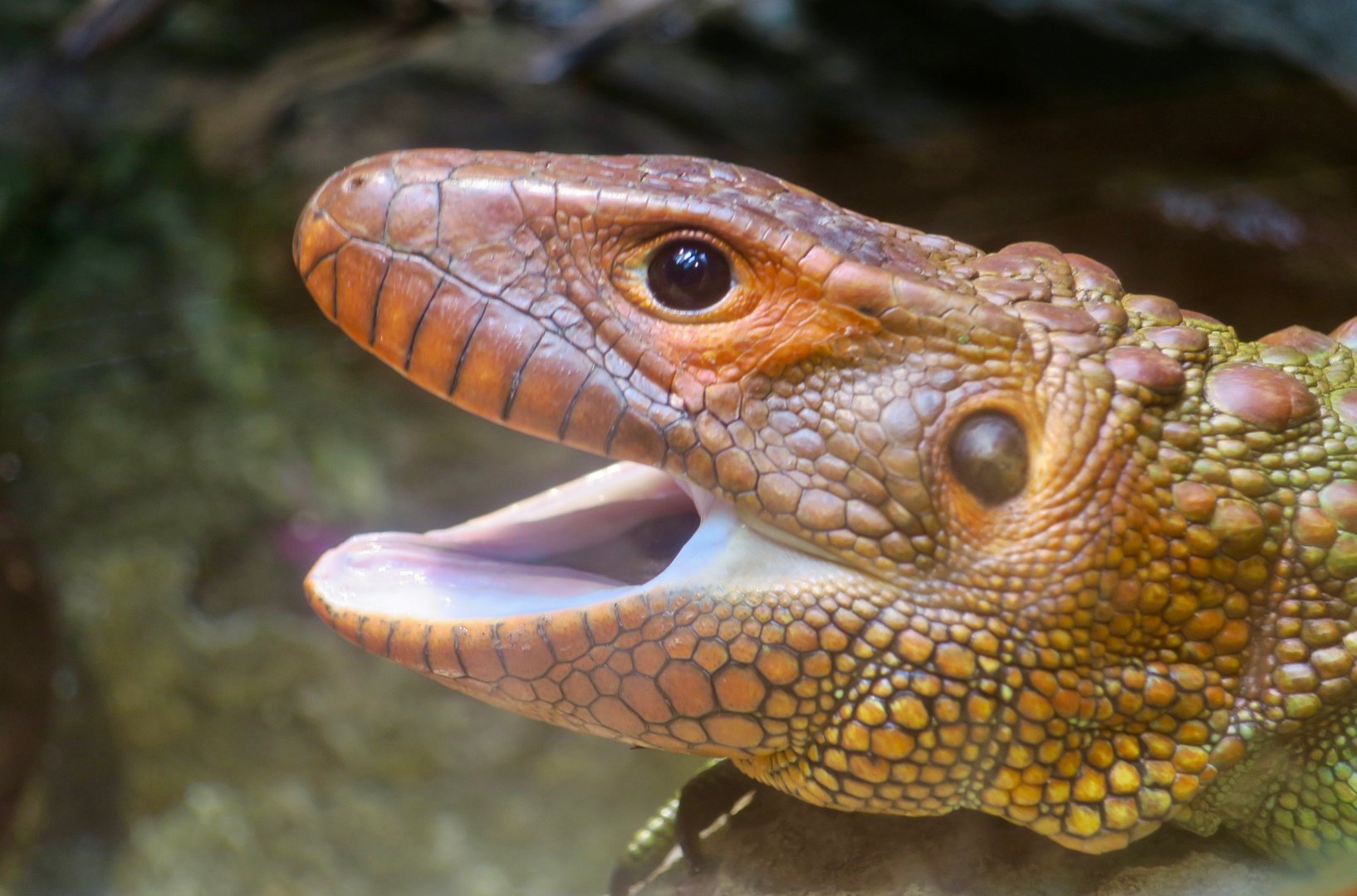 Northern Caiman Lizard (Dracaena guianensis)