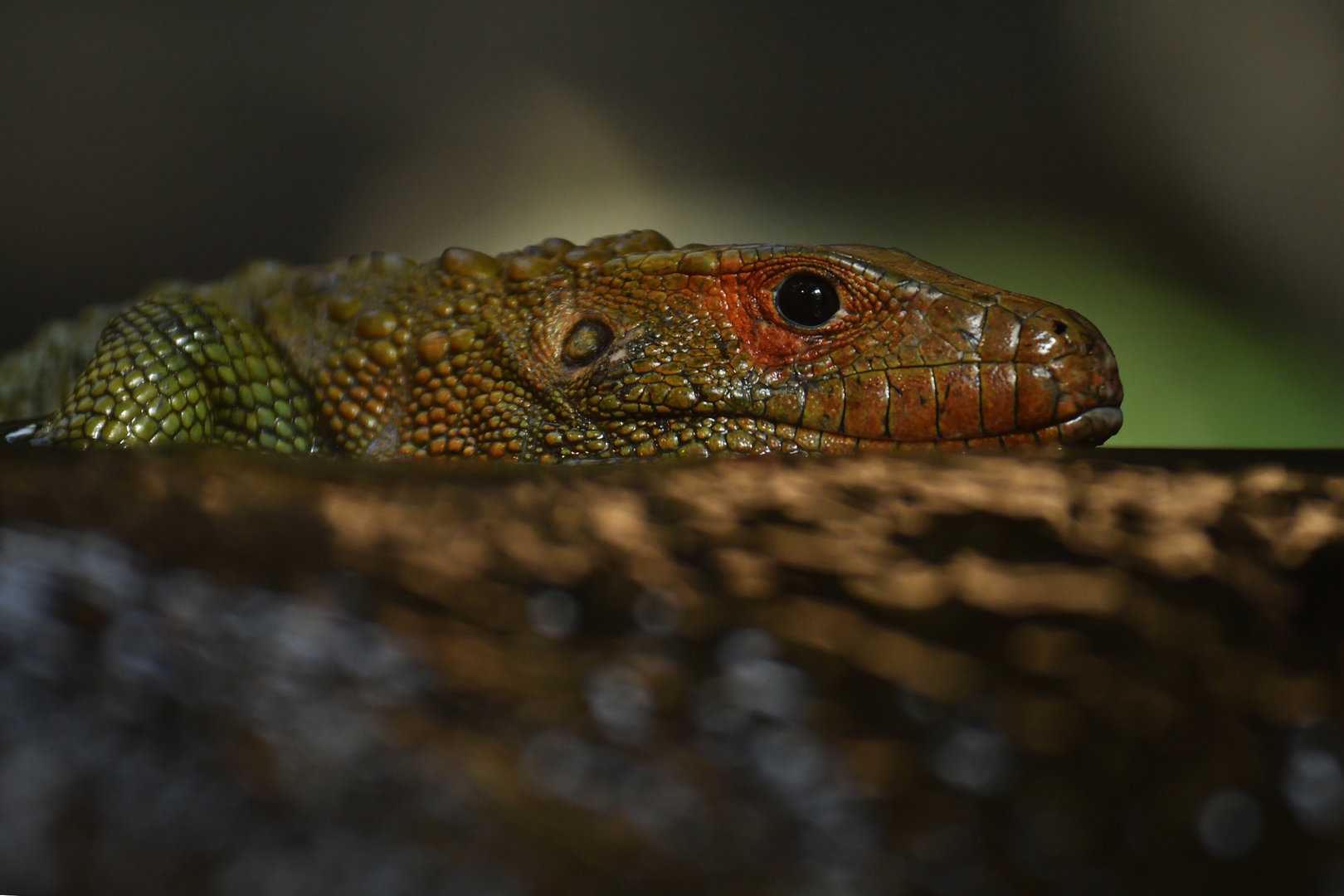 Northern caiman lizard (Dracaena guianensis)