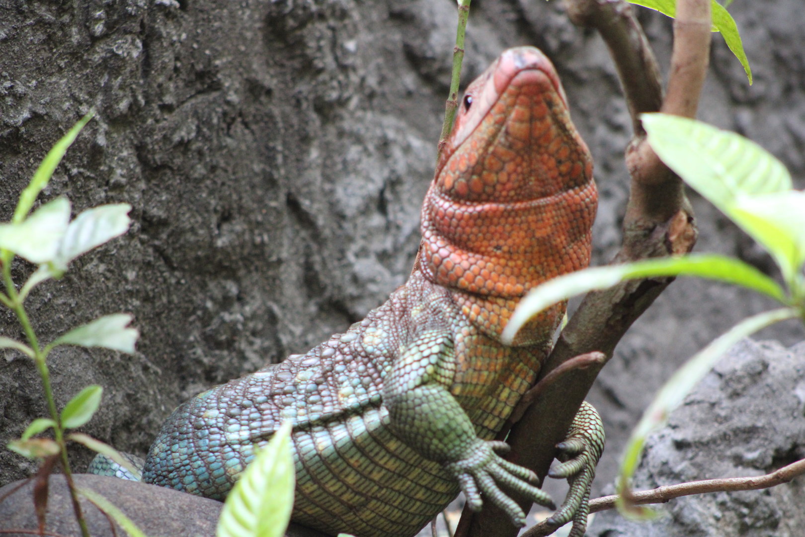 Northern Caiman Lizard (Dracaena guianensis)