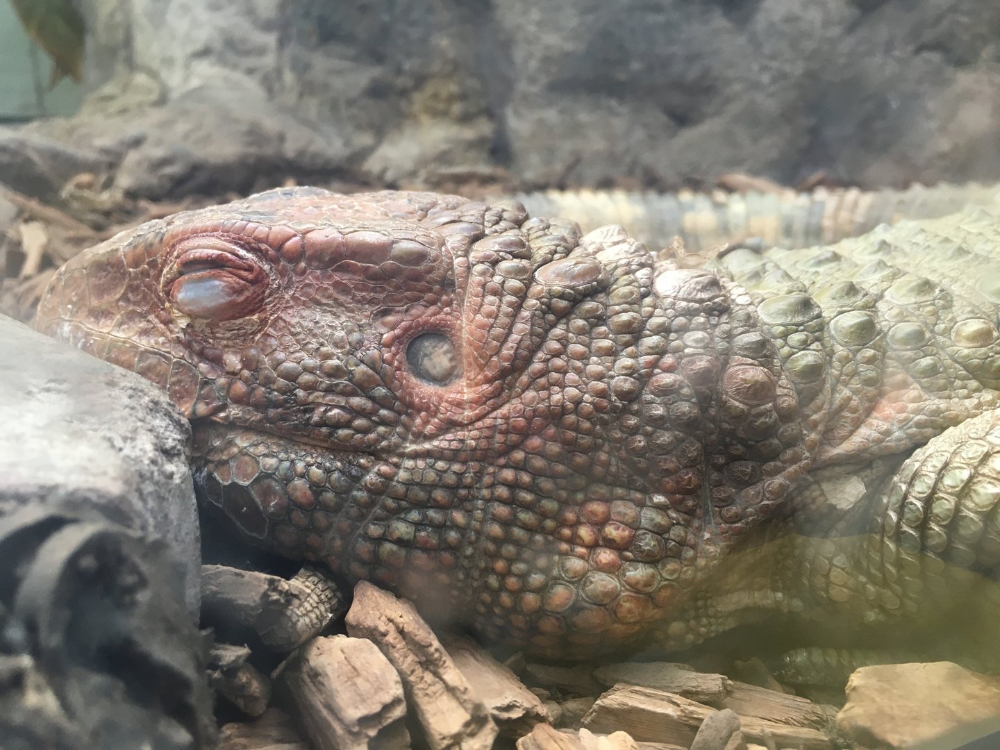 Northern Caiman Lizard (Dracaena guianensis)
