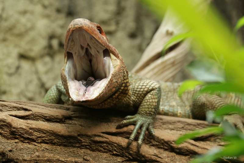 Northern Caiman Lizard (Dracaena guianensis)