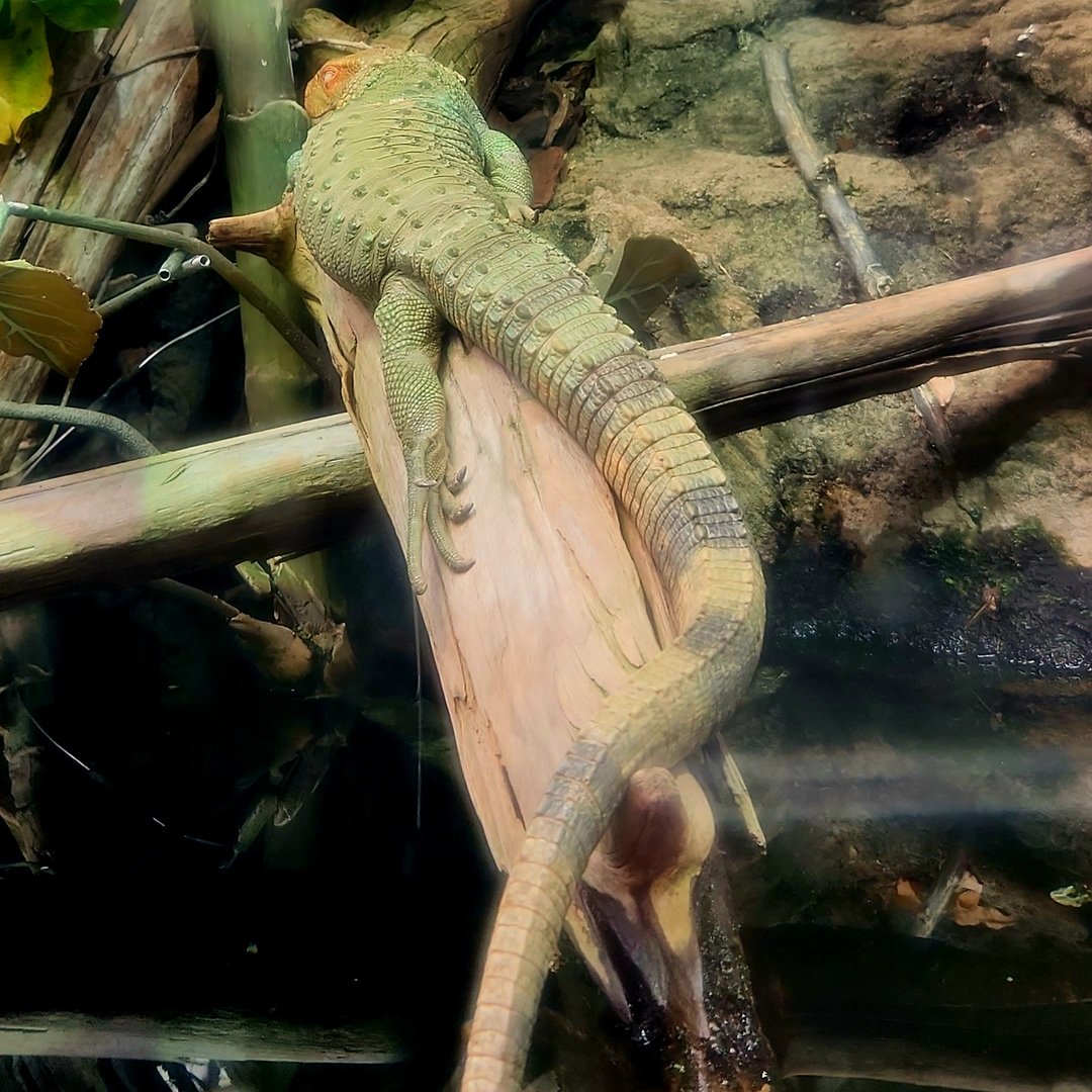 Northern Caiman Lizard (Dracaena guianensis)