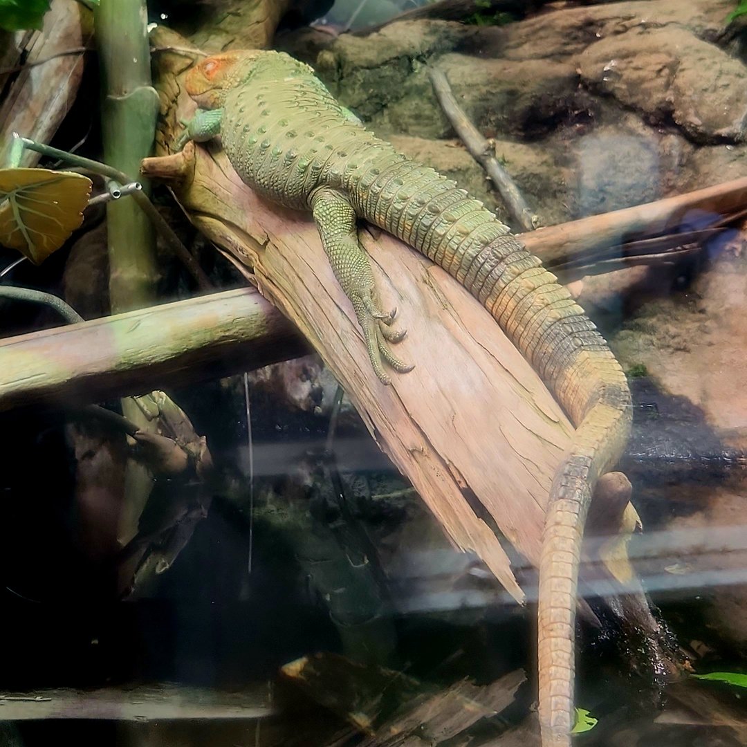Northern Caiman Lizard (Dracaena guianensis)