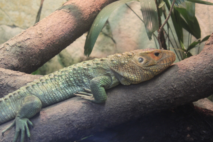 Northern caiman lizard (Dracaena guianensis)