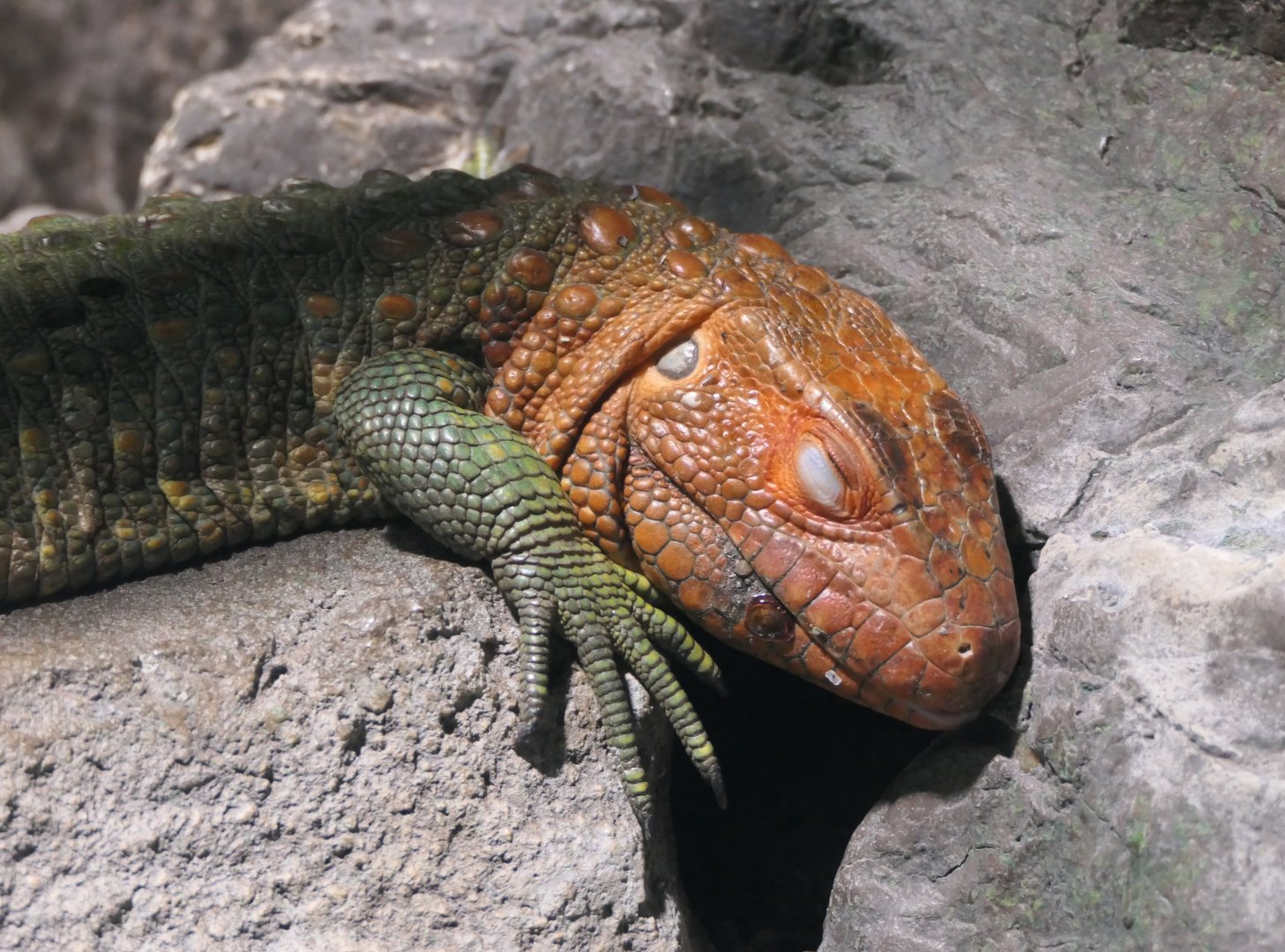 Northern Caiman Lizard (Dracaena guianensis)