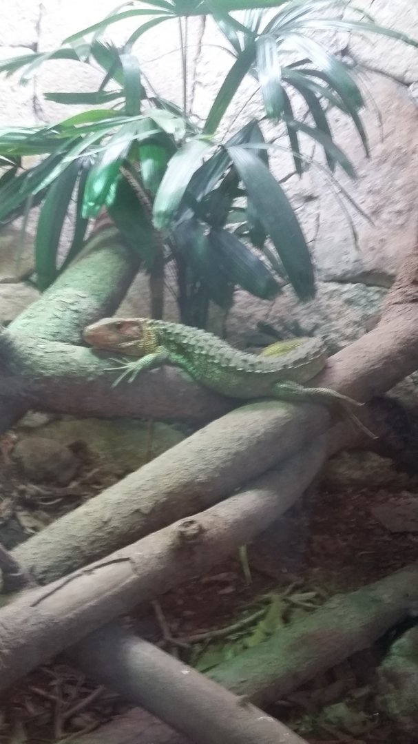 Northern caiman lizard (Dracaena guianensis)