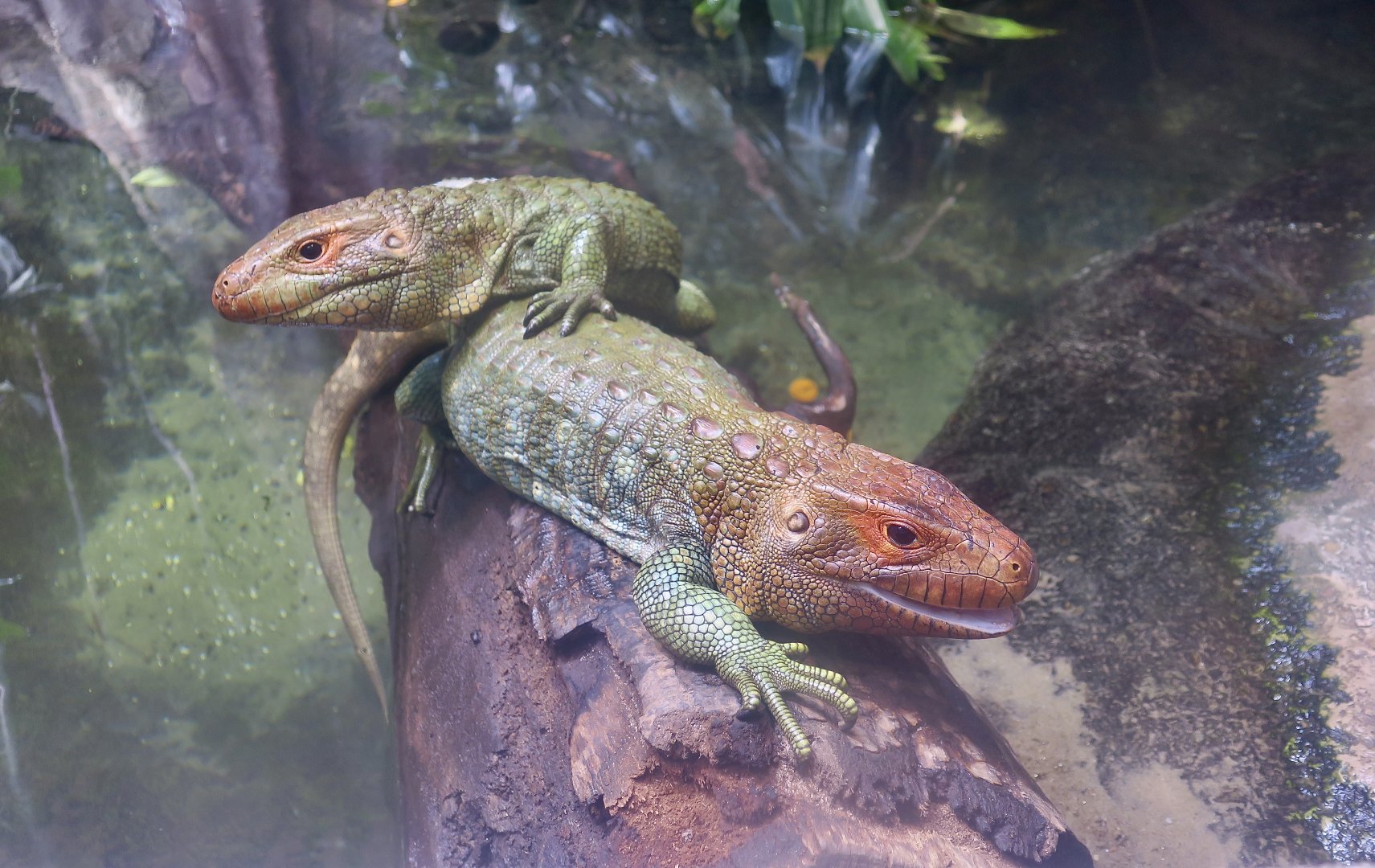 Northern Caiman Lizard (Dracaena guianensis)
