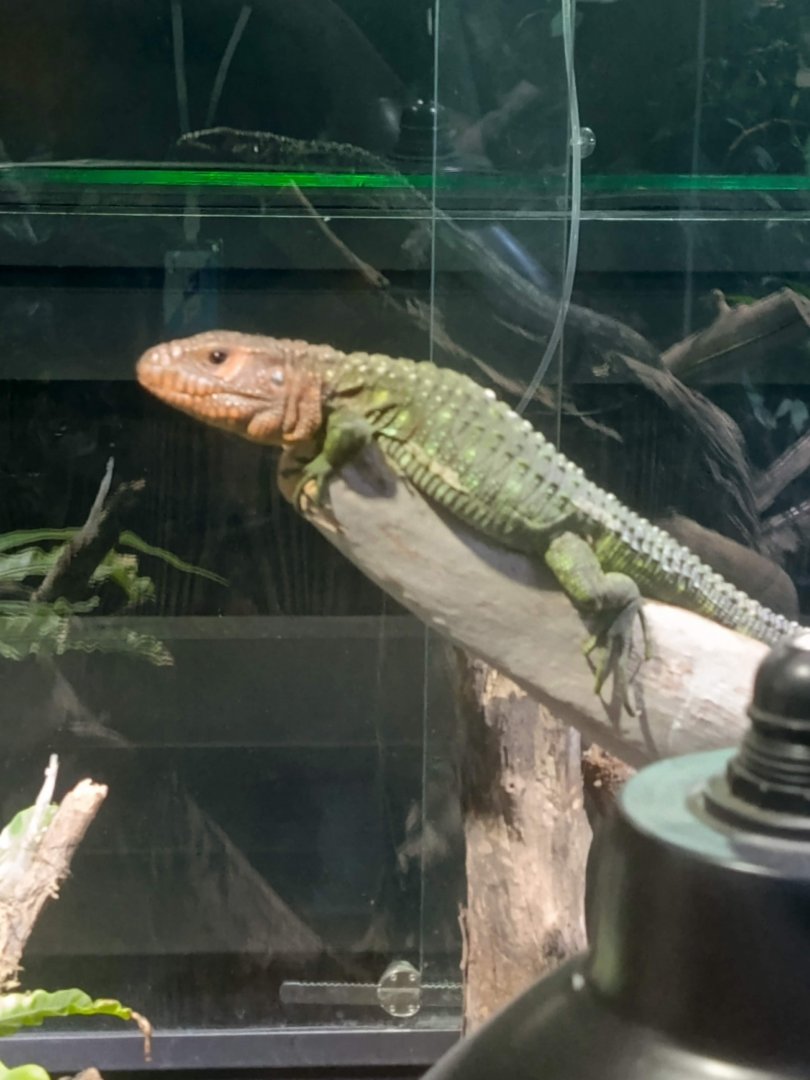 Northern Caiman Lizard (Dracaena guianensis)