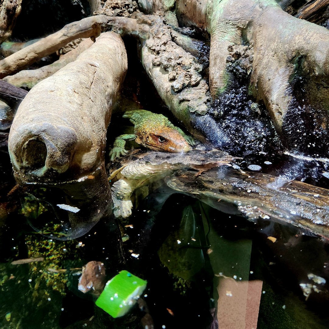 Northern Caiman Lizard (Dracaenea guianensis) and Mata Mata (Chelus fimbriatus)
