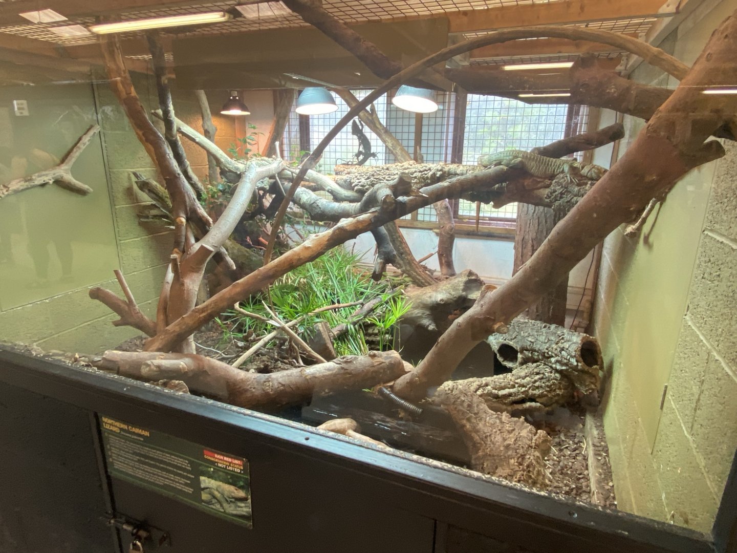 Northern caiman lizard exhibit 020821