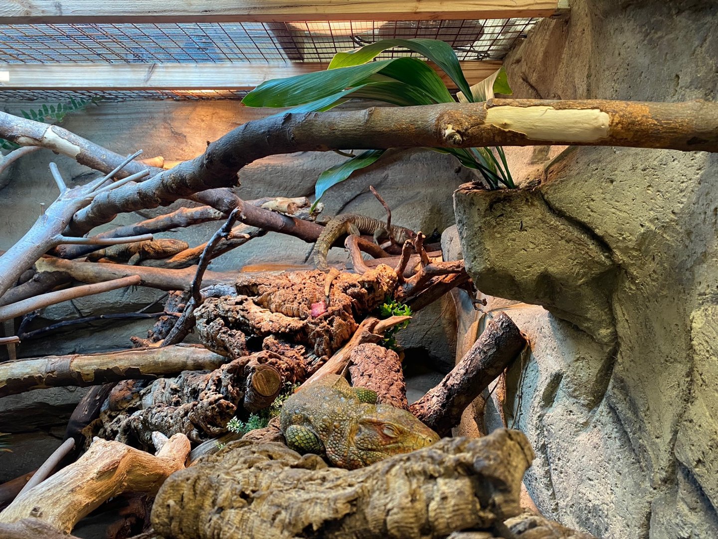 Northern caiman lizard exhibit 231119