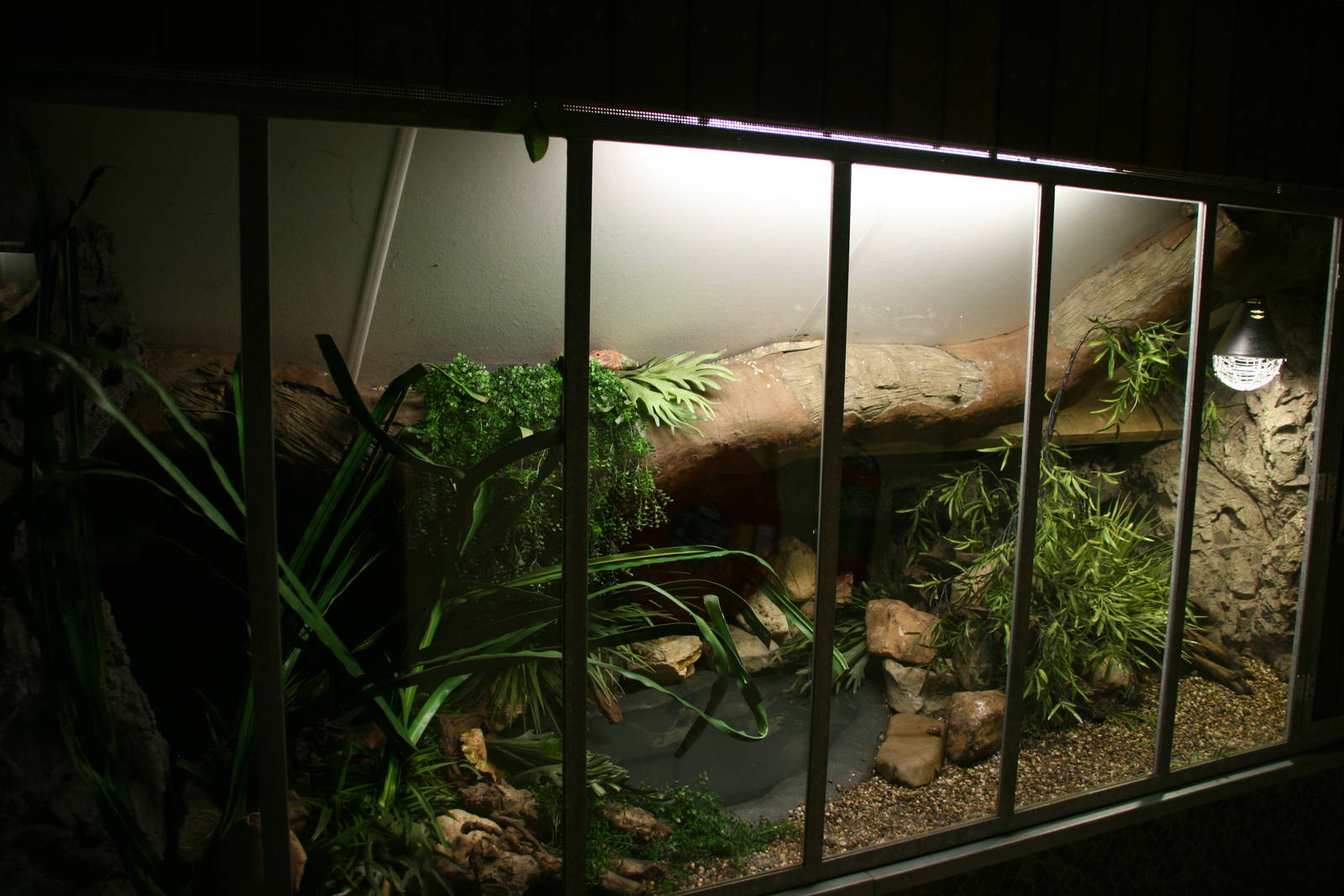 Northern caiman lizard exhibit