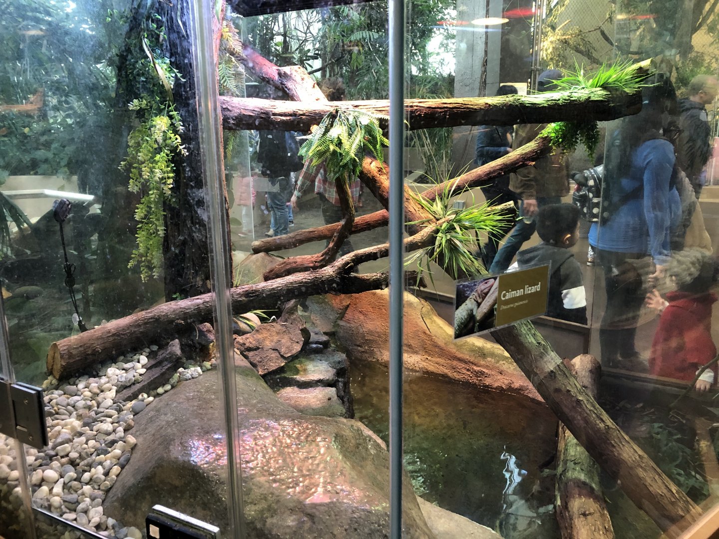 Northern caiman lizard exhibit