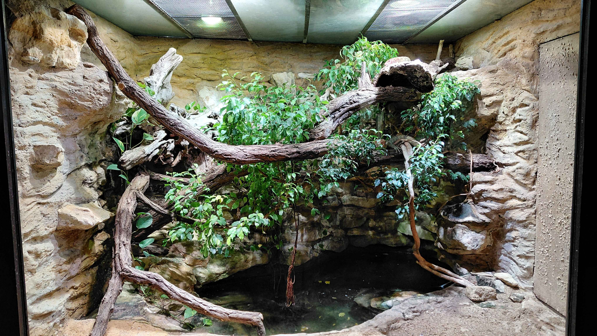 Northern caiman lizard exhibit