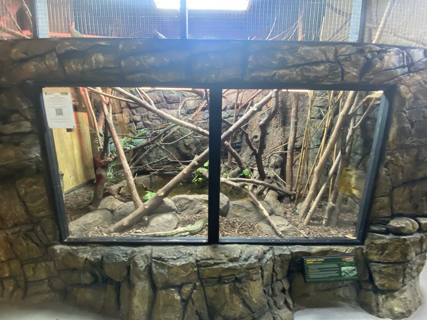 Northern caiman lizard exhibit