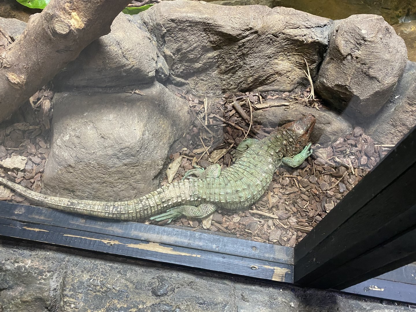 Northern caiman lizard image 1
