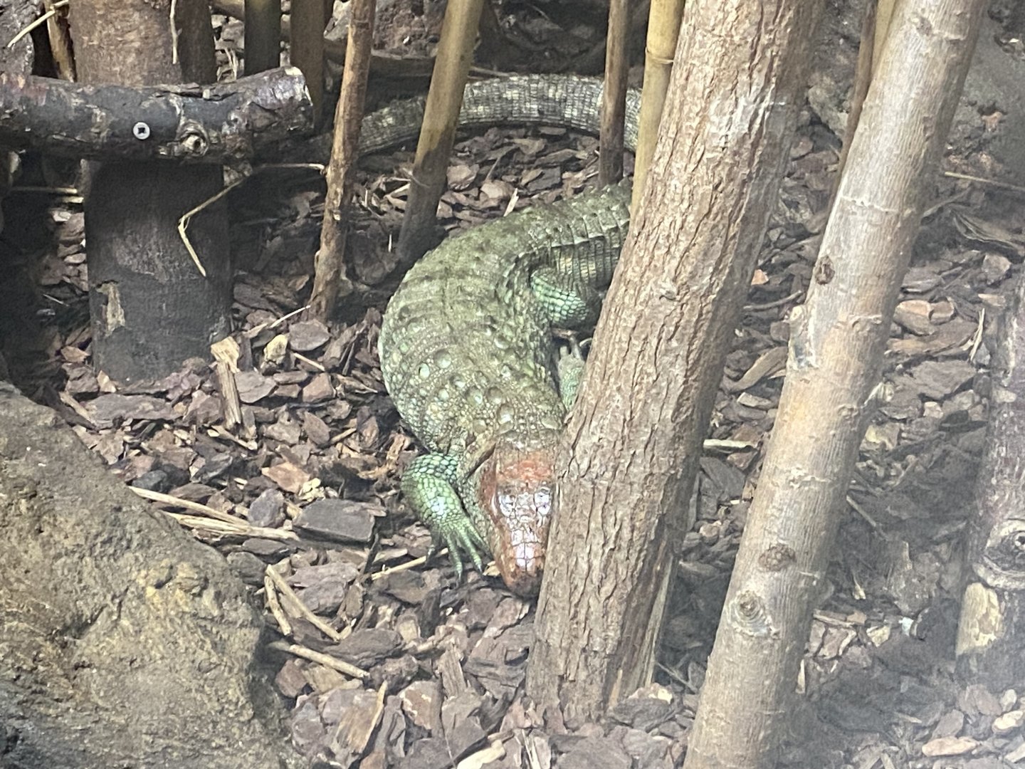 Northern caiman lizard image 2