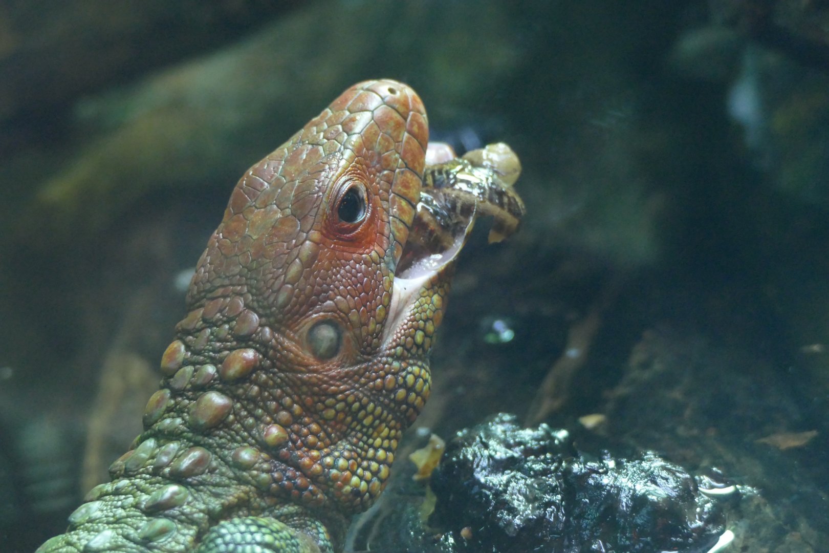Northern caiman lizard, January 2018