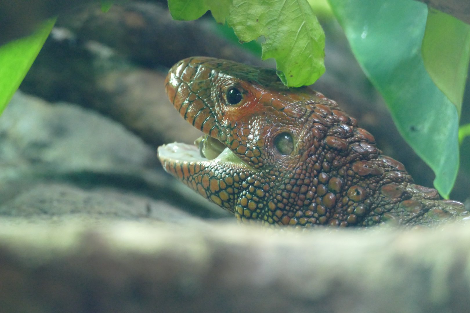 Northern caiman lizard, January 2018