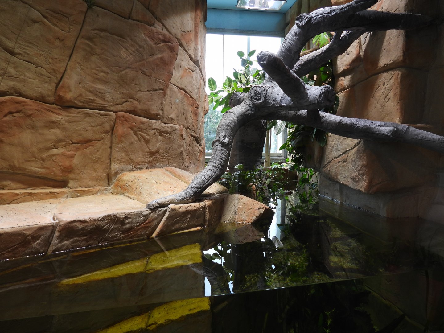 Northern caiman lizard & Mata mata