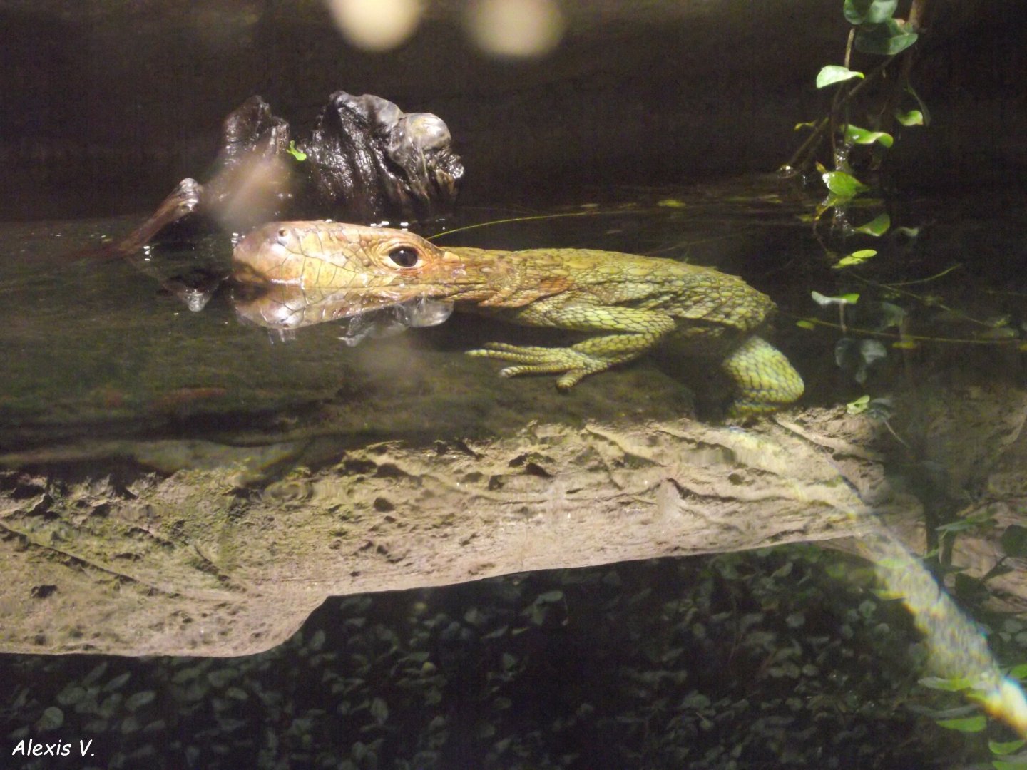 Northern Caiman Lizard - Zooparc de Beauval - 13/07/2024