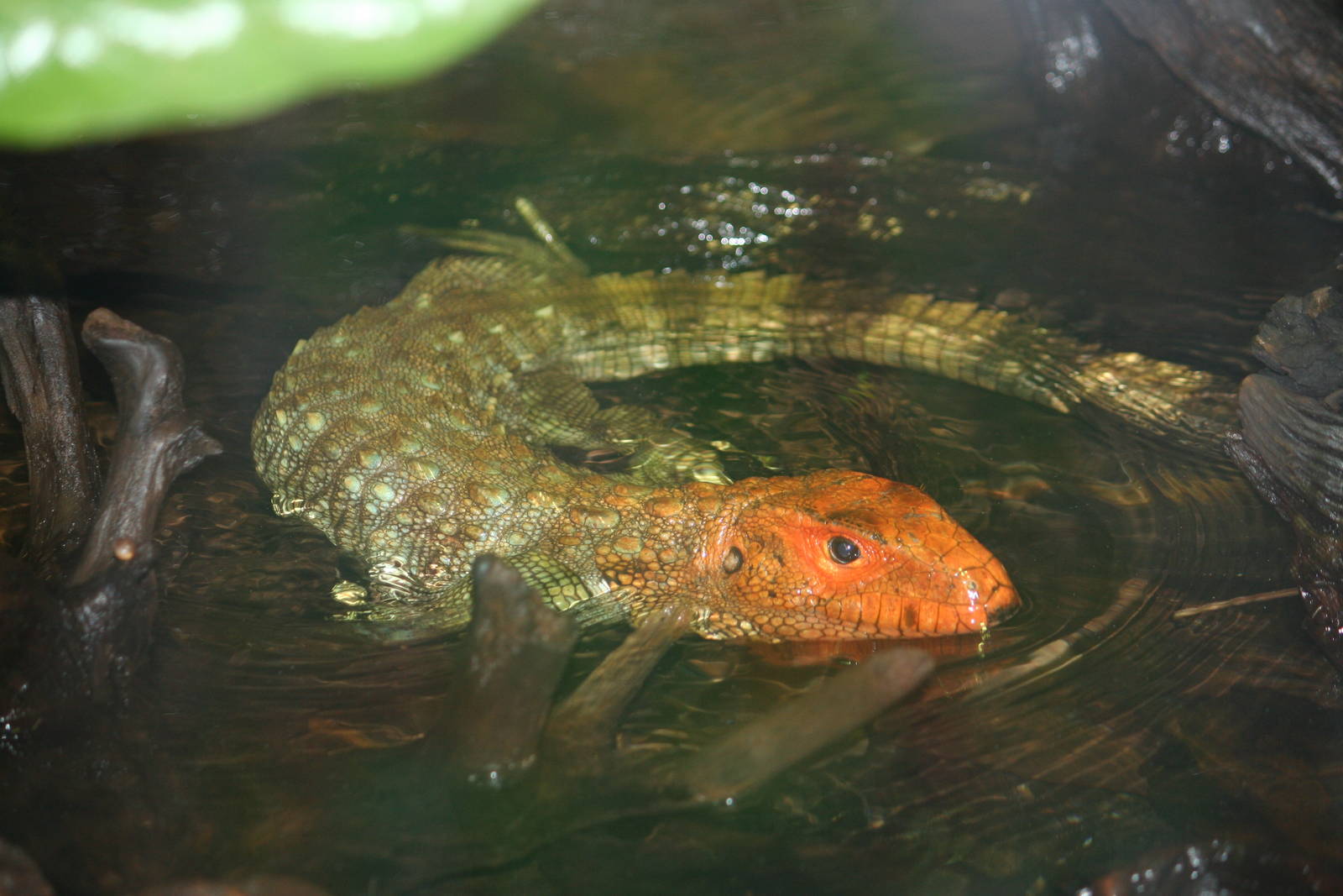 Northern caiman lizard