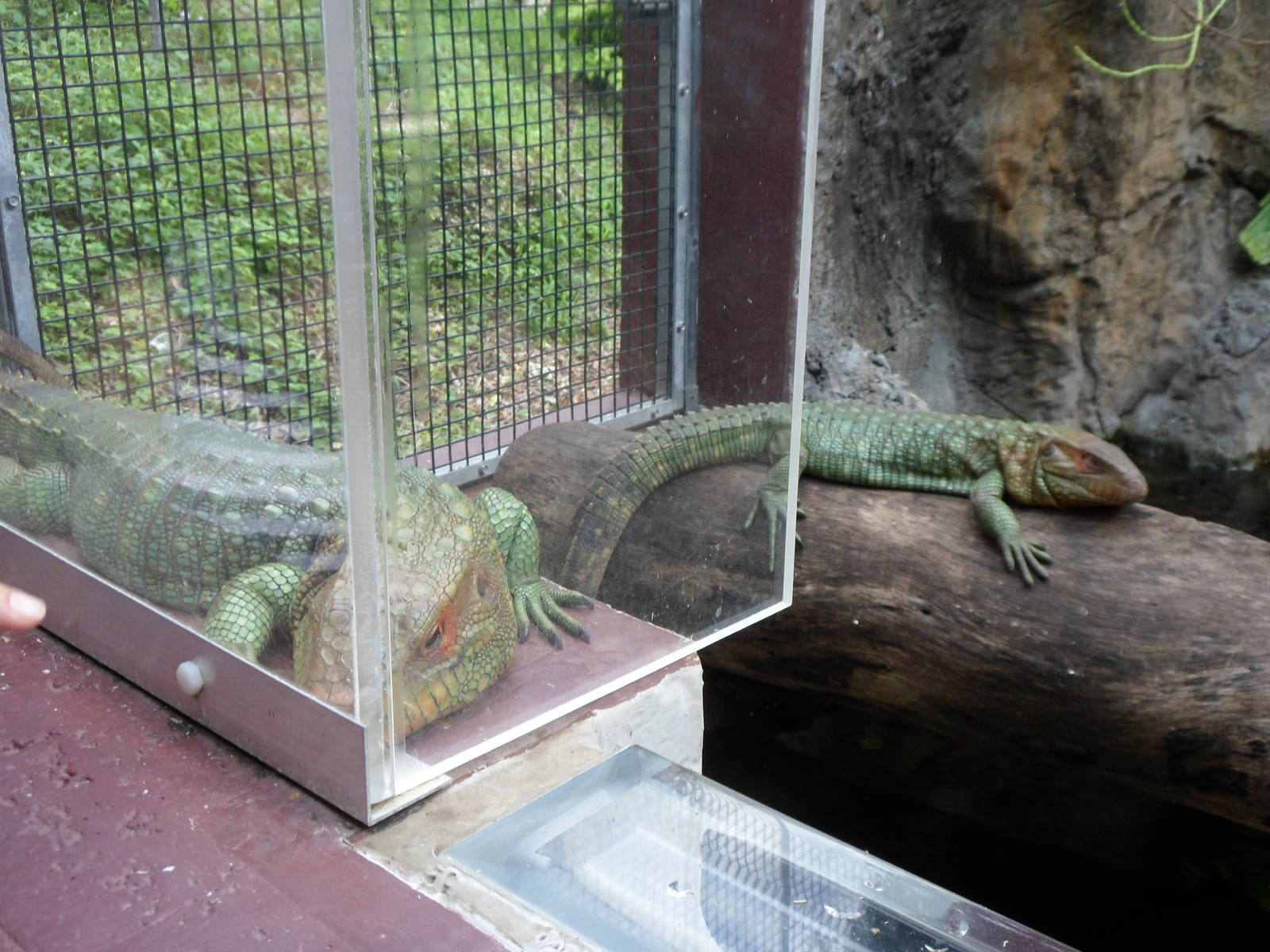Northern Caiman Lizard