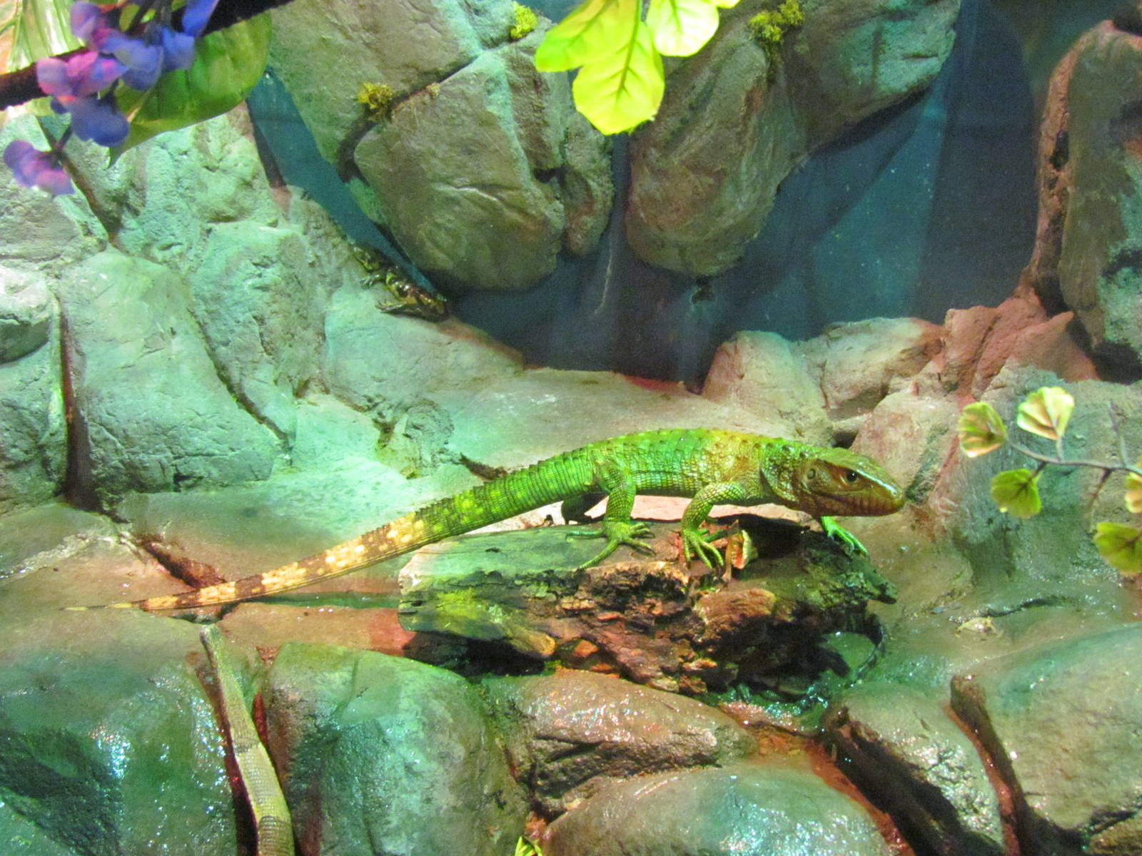Northern Caiman Lizard