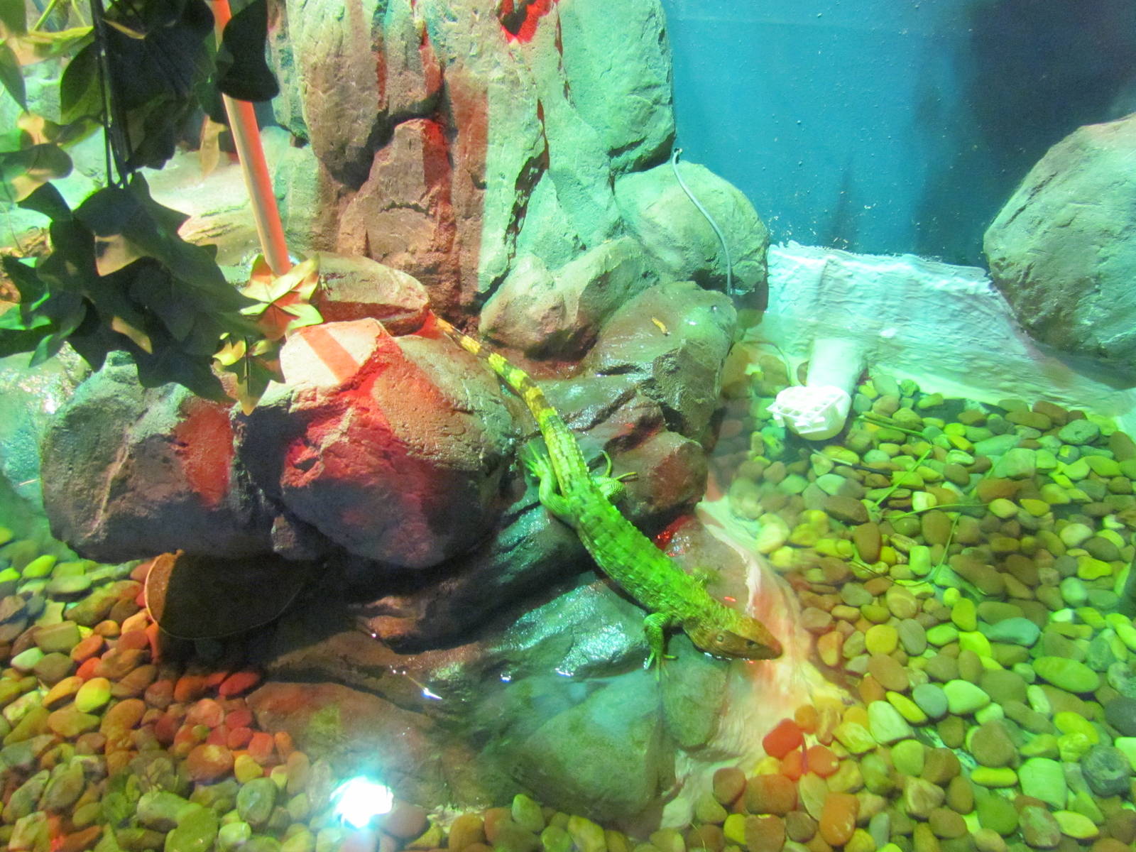 Northern Caiman Lizard