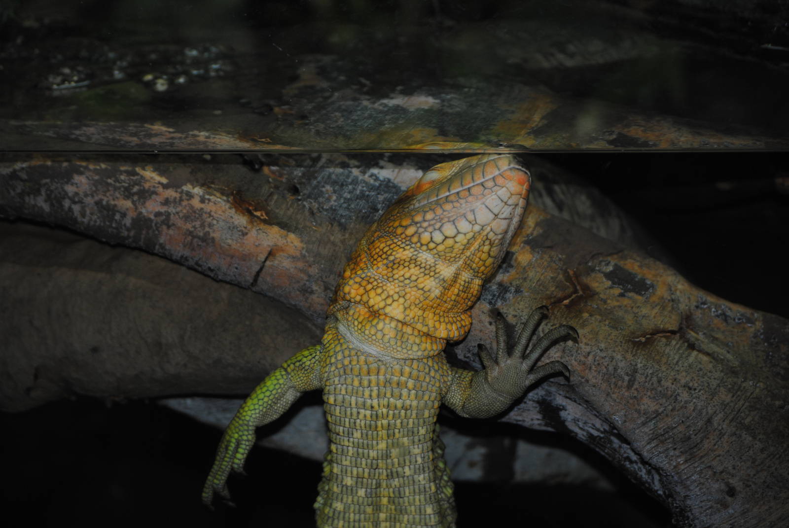 Northern Caiman Lizard