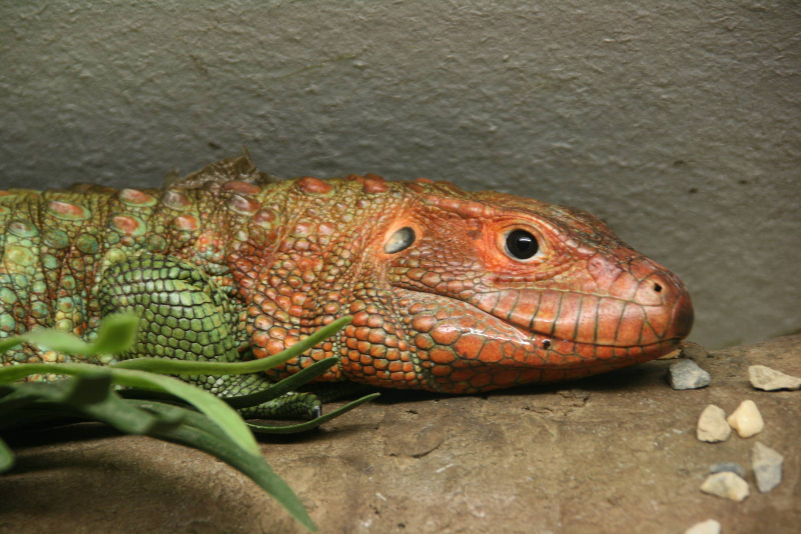 Northern caiman lizard