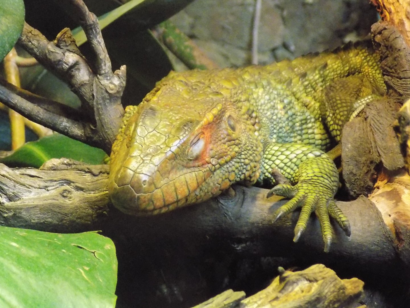 Northern Caiman Lizard