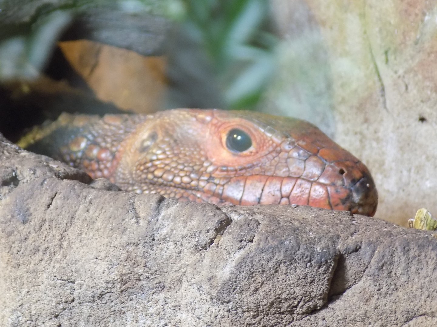 Northern Caiman Lizard